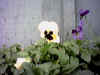 eyemodule15 small